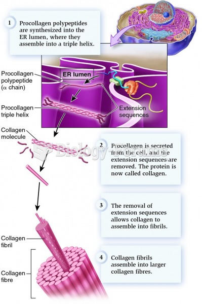 Synthesis and assembly of collagen