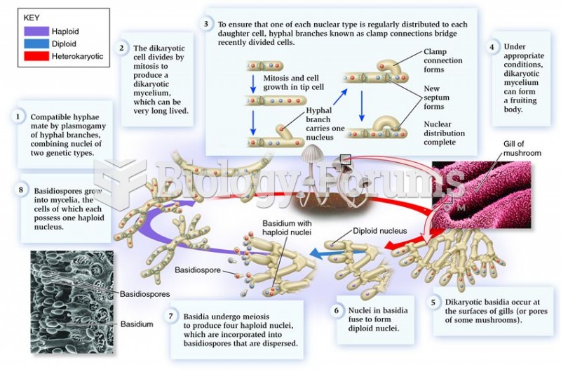 The sexual cycle of the basidiomycete fungus Coprinus disseminatus.