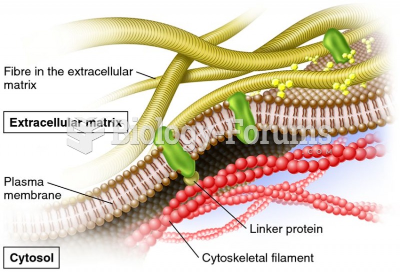 Attachment of transmembrane proteins to the cytoskeleton and extracellular matrix of an animal cell.