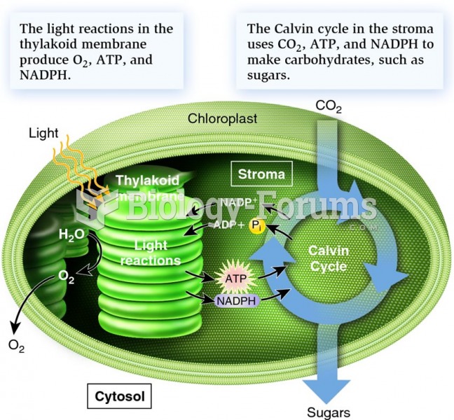 An overview of the two stages of photosynthesis: light reactions and the Calvin cycle