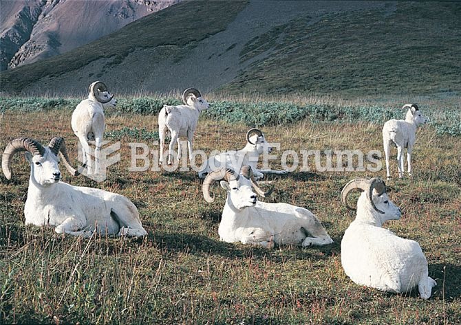 The Dall sheep, Ovis dalli, a mountain sheep of far northern North America, was the subject of one o