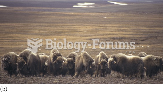 Muskox populations remain in the Arctic all year, though they migrate to higher elevations in the wi