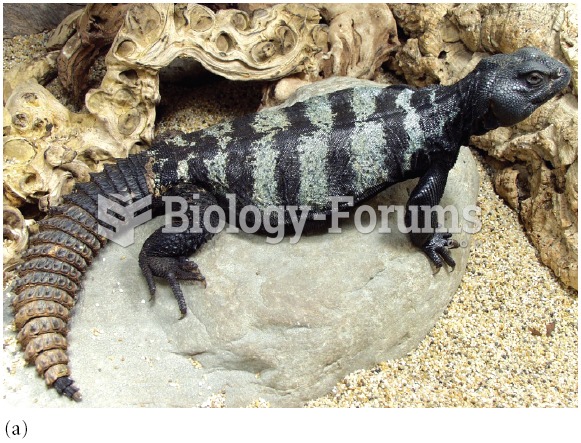 Male individuals of the banded Uromastyx, Uromastyx flavofasciata, are different colours. Most natur