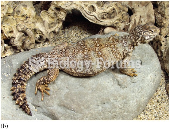 Female individuals of the banded Uromastyx, Uromastyx flavofasciata, are different colours. Most nat