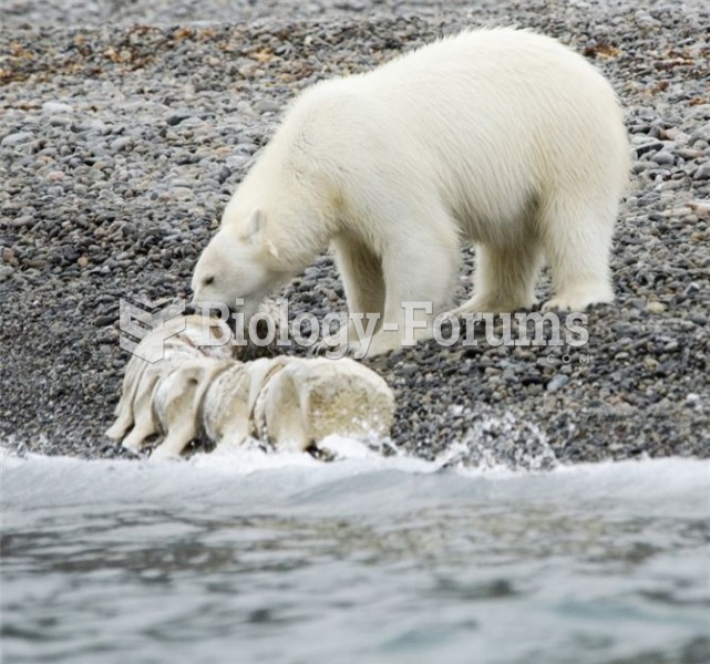 Polar bears feed upon a number of marine mammals. They are currently at the centre of international 