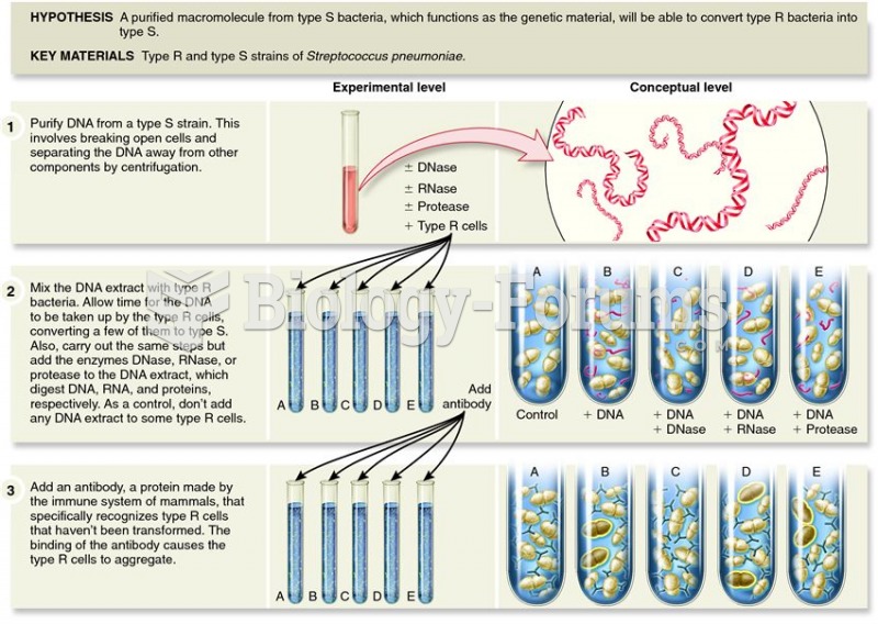 The Avery, MacLeod, and McCarty experiments that identified DNA as Griffith's transformation pr