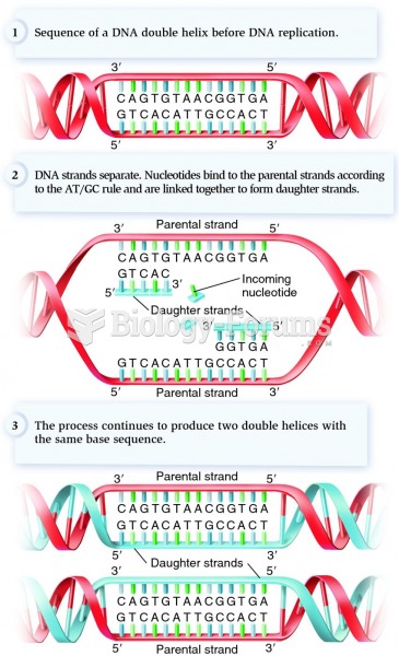DNA replication according to the AT/GC rule