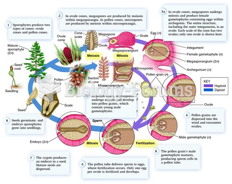 The life cycle of the genus Pinus