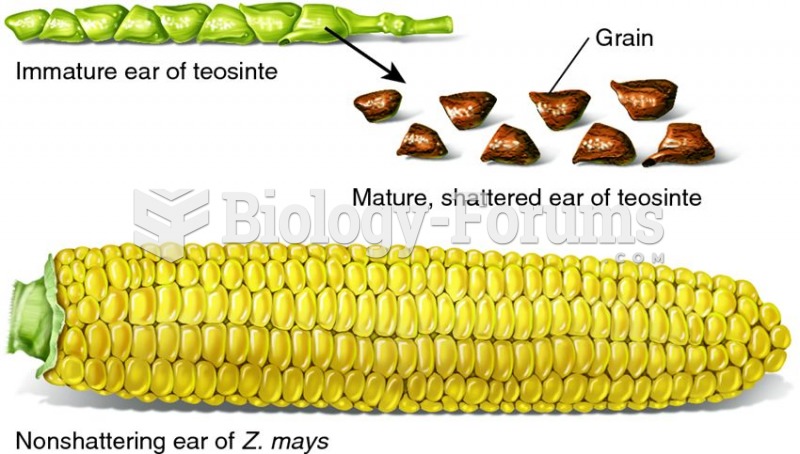 Ears and grains of modern corn and its ancestor, teosinte