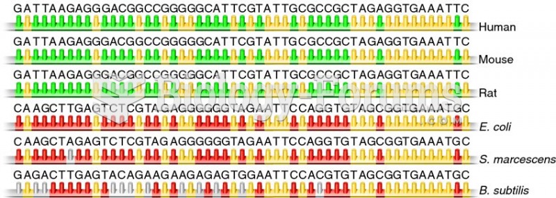 Comparison of small subunit rRNA gene sequences from three eukaryotes and three bacterial species