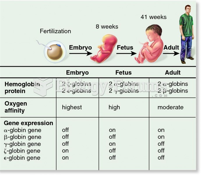 Developmental regulation of human globin genes