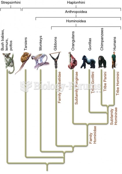 Evolutionary tree for the primates.