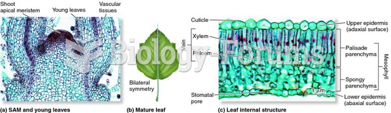 Eudicot leaf development and structure.