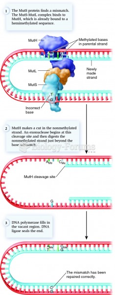Methyl-directed mismatch repair in E. coli