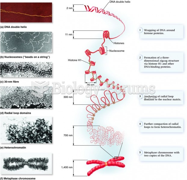 The steps in eukaryotic chromosomal compaction leading to the metaphase chromosome