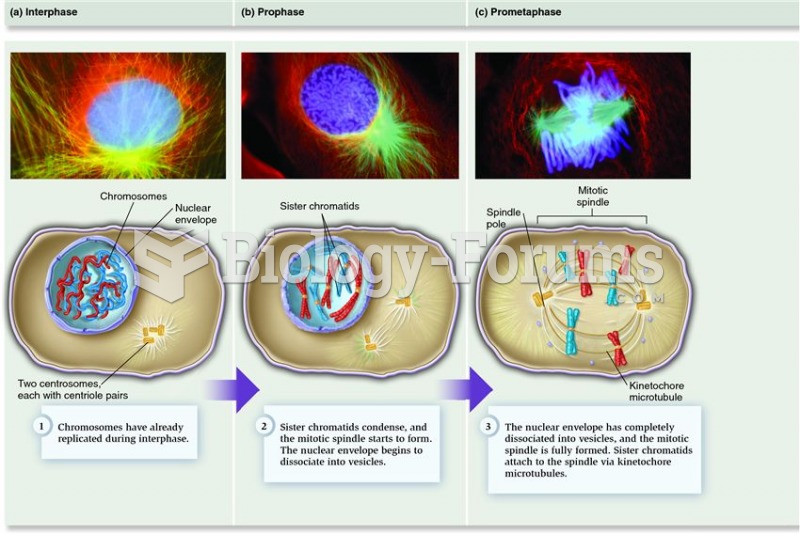 The process of mitosis in an animal cell.