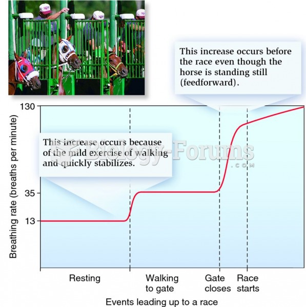 Feedforward control of breathing rate in an animal trained for athletic exercise.