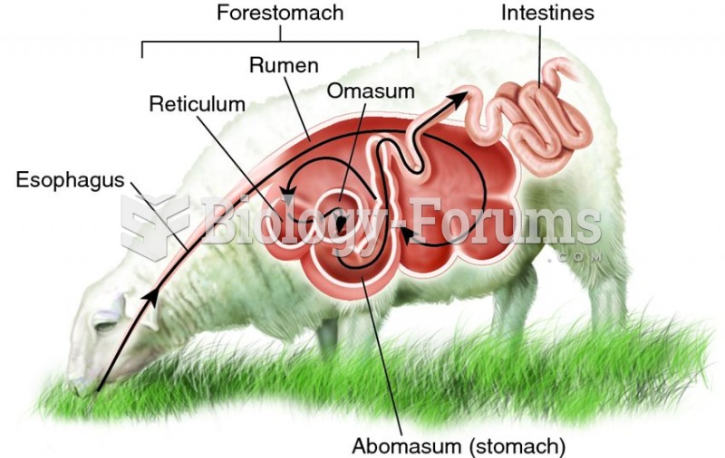 Digestive tract of a ruminant.