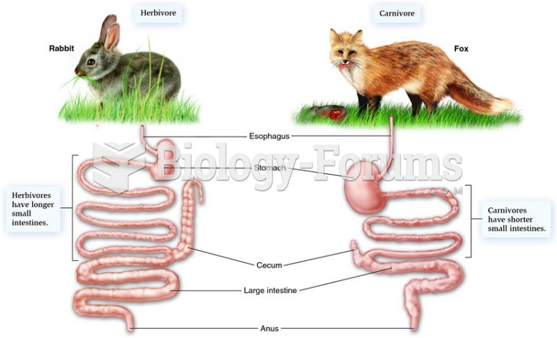 The alimentary canals of a nonruminant herbivore and a small carnivore.