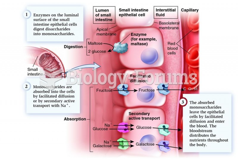 Digestion and absorption of carbohydrates in the small intestine.