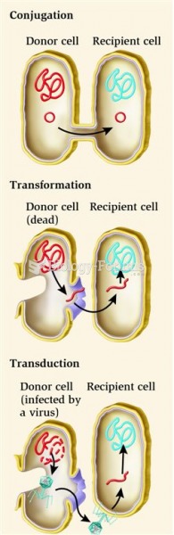 Three Mechanisms of Gene Transfer Found in Bacteria