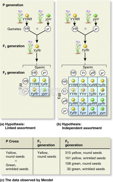 Two hypotheses for the assortment of two different genes