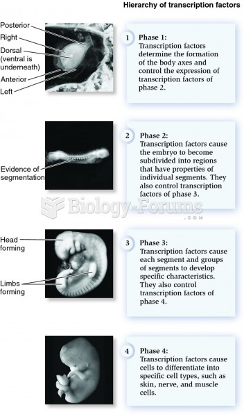 Pattern development in a human embryo