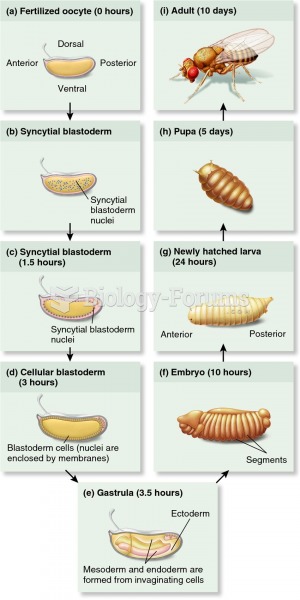 Developmental stages of the fruit fly Drosophila