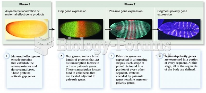 Overview of segmentation in Drosophila
