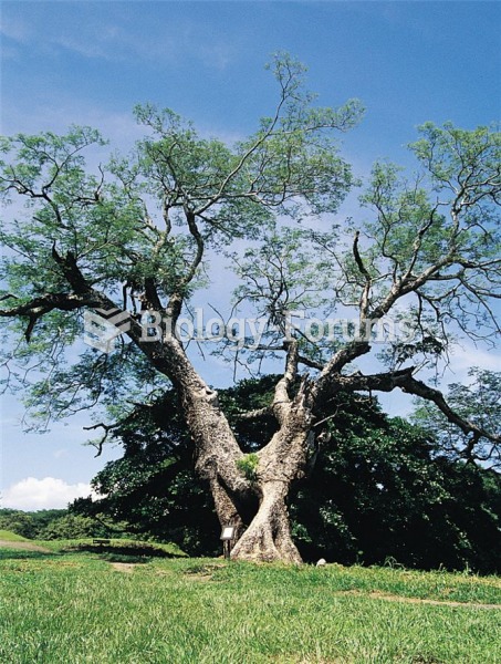 A guanacaste tree, Enterolobium cyclocarpum, growing in Costa Rica. Guanacaste trees, which produce 