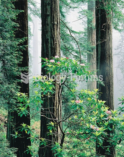 Old-growth redwood forest in western North America. Redwoods are the tallest trees in the world, wit