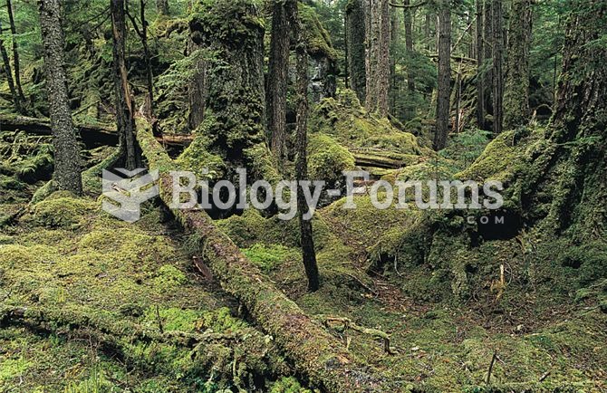 Massive amounts of wood are stored on the forest floor of old-growth temperate coniferous forests of