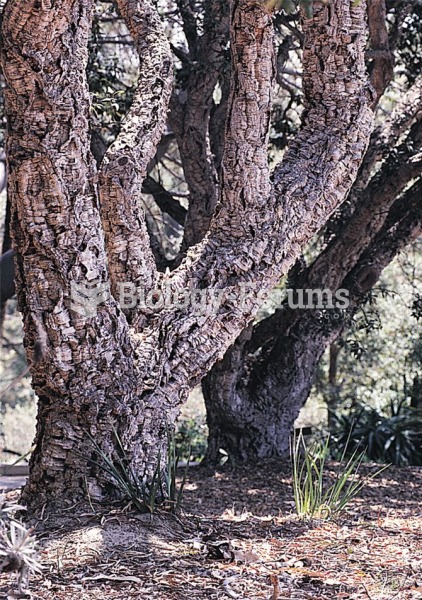 The thick bark of the cork oak of the Mediterranean region protects the tree from fire.