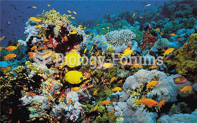 Coral reefs, such as this one in the Red Sea, support some of the most diverse assemblages of organi