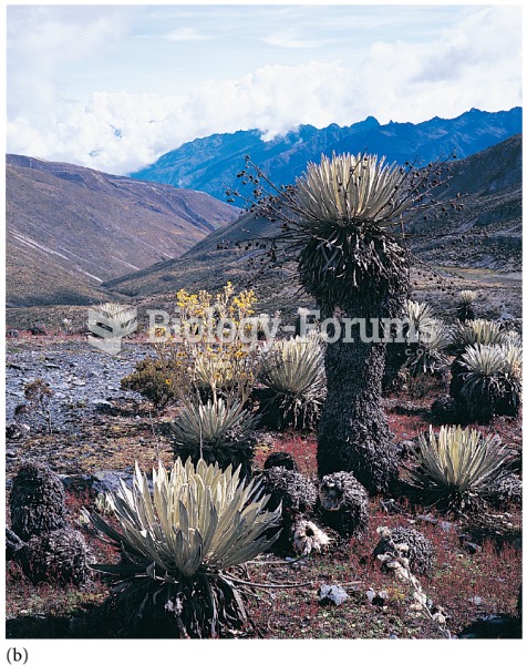 (b) Espeletia in the Andes of South America.