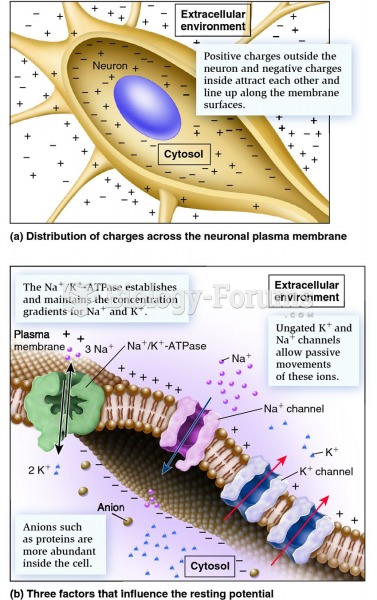 The resting membrane potential.
