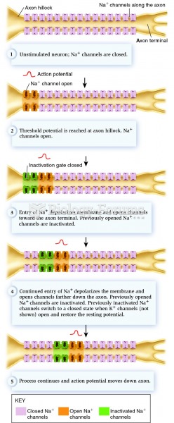 Conduction of the action potential along an axon.