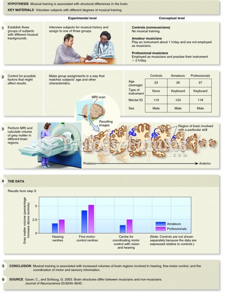 Gaser and Schlaug's study of the size of visual, motor, and auditory nuclei in the brains of mu