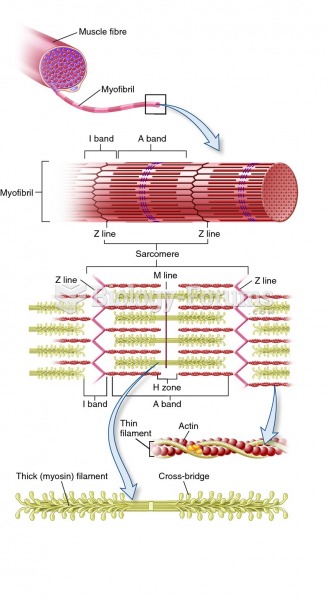 Sliding filament mechanism of muscle contraction.