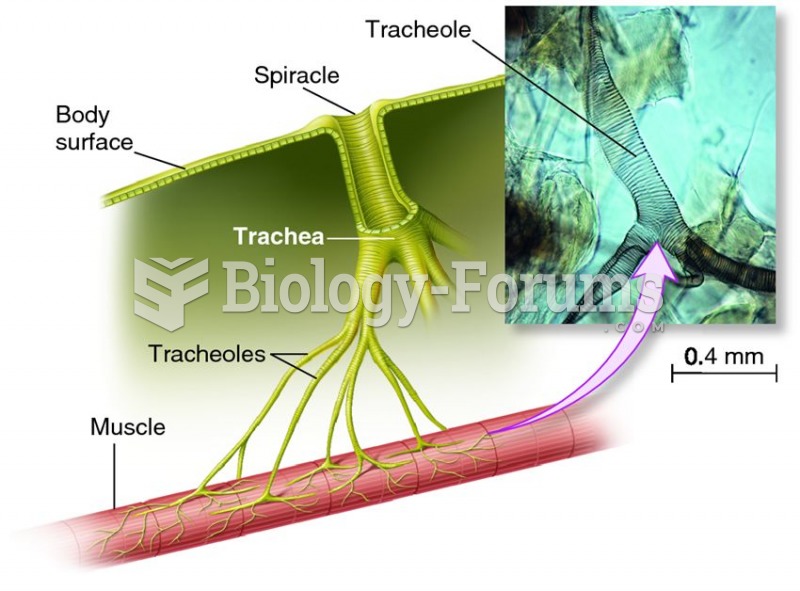 The tracheal system of insects.