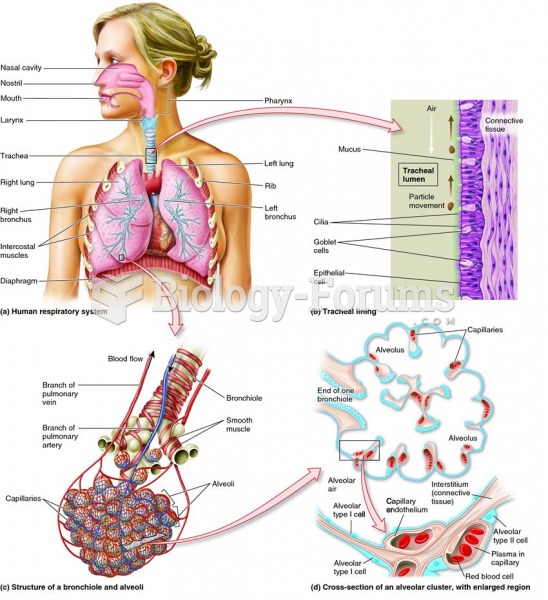 The mammalian respiratory system.