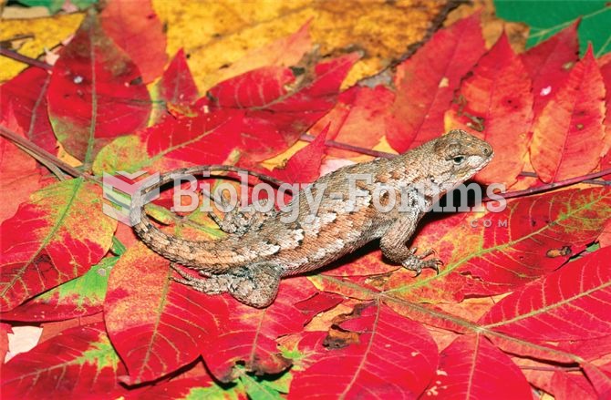 Sceloporus undulates, the eastern fence lizard, is one of the most widely distributed lizard species