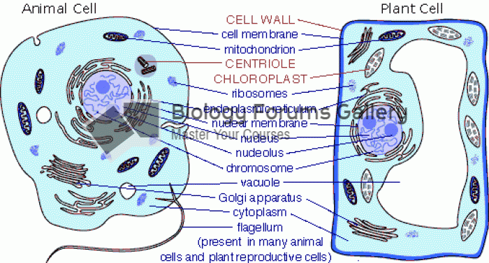 Prokaryote v. Eukaryote (Plant vs. Animal Cells)
