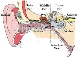 Human Ear diagram