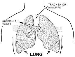 Human Lungs Diagram