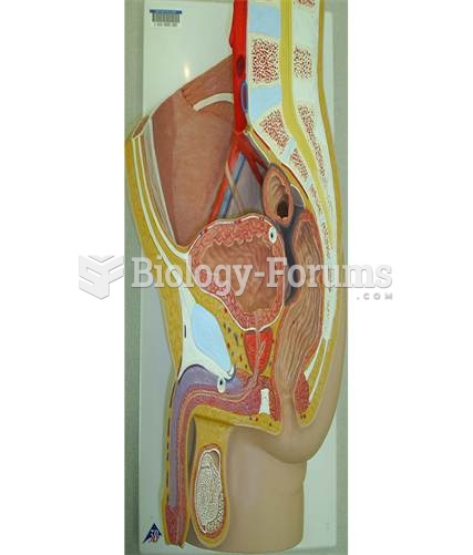 Male reproductive anatomy model