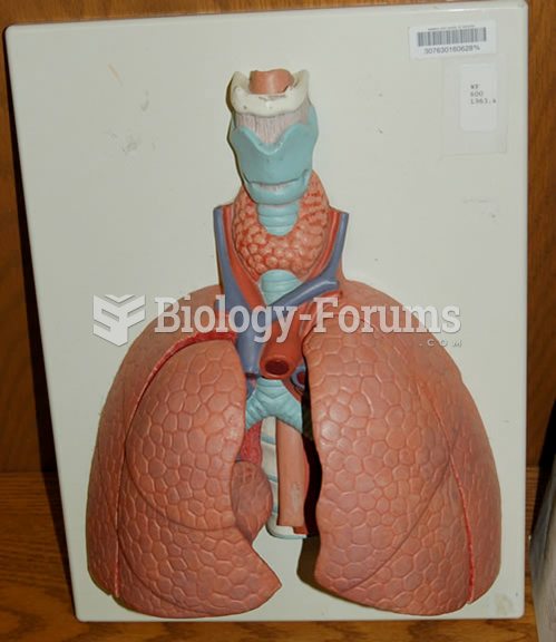 Lungs Anatomy Model