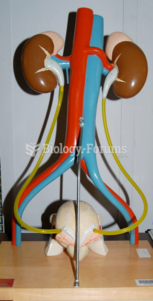 Kidney Anatomy model