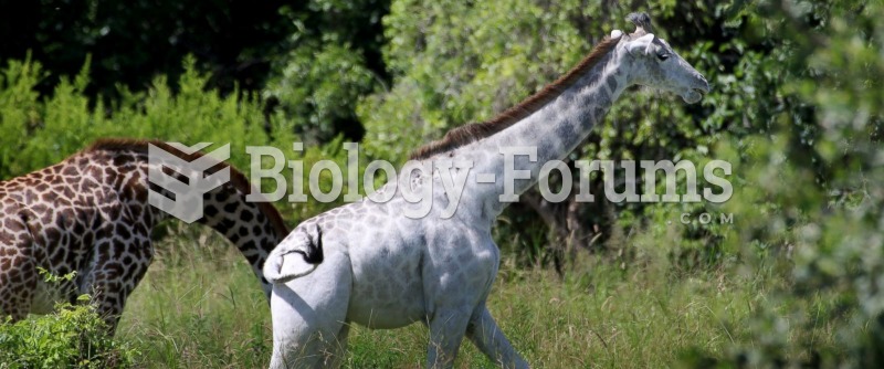 White giraffe in Tanzania