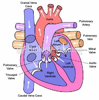 HEART STRUCTURE 1